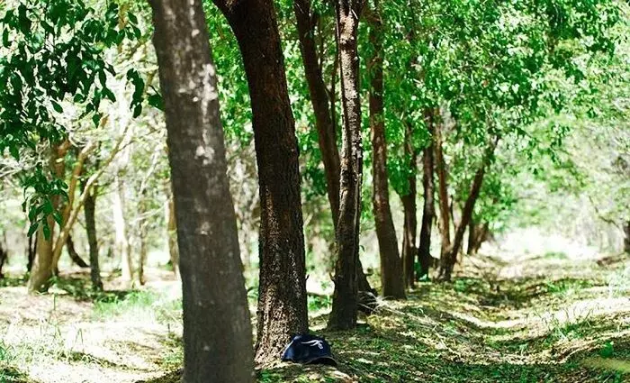 रीवा जिले में सक्रिय हुये चंदन तस्कर, भाजपा नेता की बगिया से काट ले गये हरे-भरे पेड़