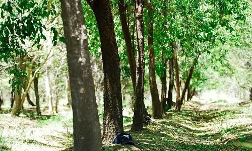 रीवा जिले में सक्रिय हुये चंदन तस्कर, भाजपा नेता की बगिया से काट ले गये हरे-भरे पेड़