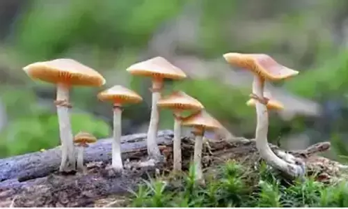 Rewa News : जंगली मशरूम की मसालेदार सब्जी खाने से 20 लोग हुए बीमार, अस्पताल में किया गया भर्ती