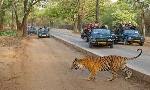 Bandhavgarh Tiger Reserve : बाघ के हमले से युवक घायल, अस्पताल में भर्ती