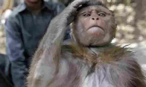 When the monkey blew away the bag full of lakhs of rupees, there was uproar