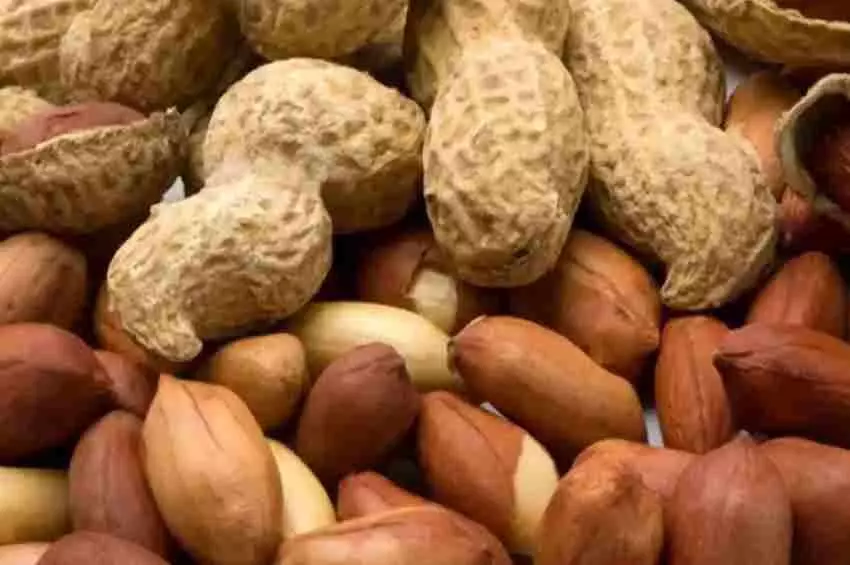 Peanut Health Benefits : These amazing 5 benefits are available by consuming peanuts Peanut Health Benefits : These amazing 5 benefits are available by consuming peanuts