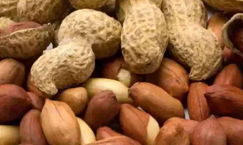 Peanut Health Benefits : These amazing 5 benefits are available by consuming peanuts Peanut Health Benefits : These amazing 5 benefits are available by consuming peanuts