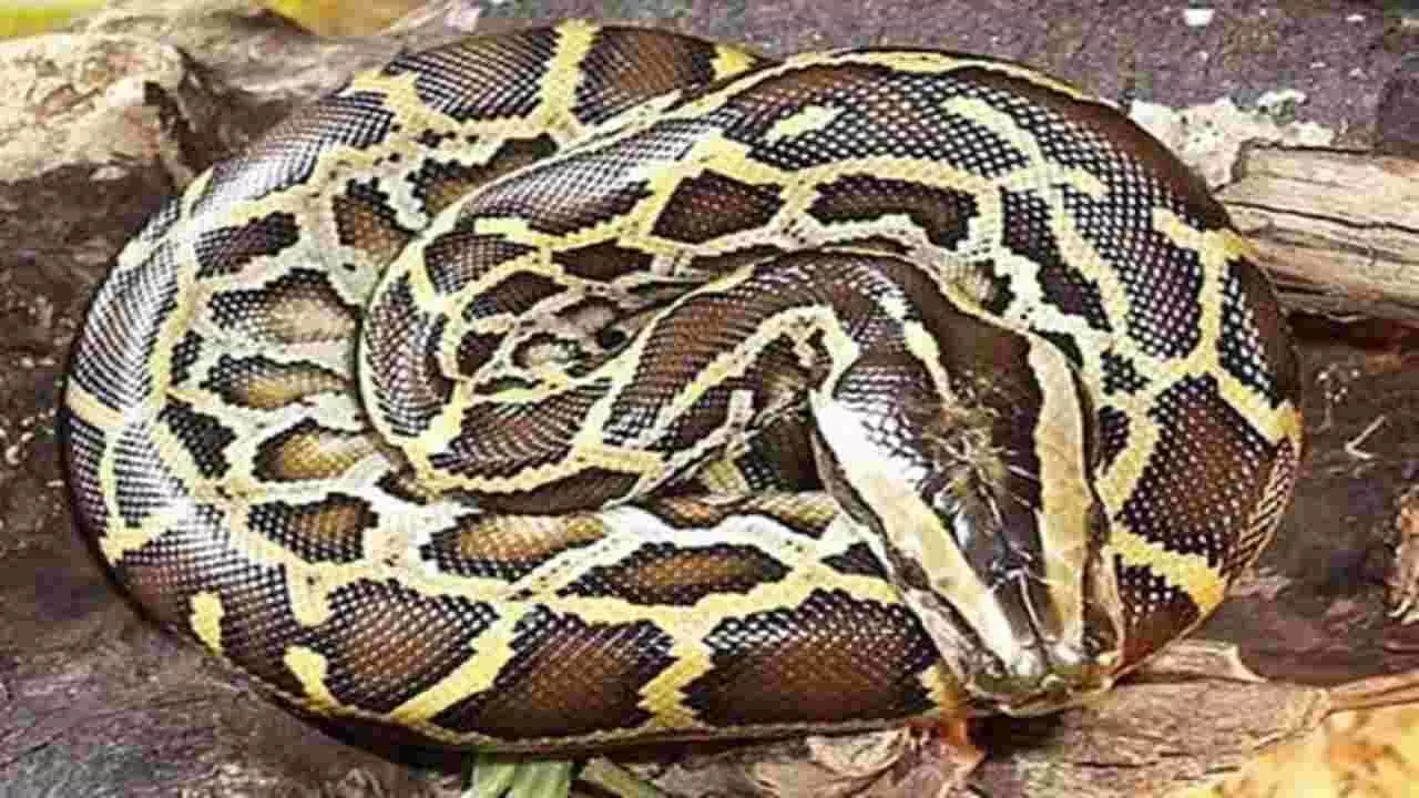 MP News: रात को सोते समय अजगर ने निगला युवक का हाथ, चीख पुकार सुन परिजनों ने बचाया MP News: रात को सोते समय अजगर ने निगला युवक का हाथ, चीख पुकार सुन परिजनों ने बचाया