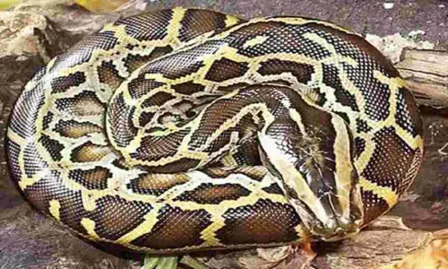 MP News: रात को सोते समय अजगर ने निगला युवक का हाथ, चीख पुकार सुन परिजनों ने बचाया MP News: रात को सोते समय अजगर ने निगला युवक का हाथ, चीख पुकार सुन परिजनों ने बचाया