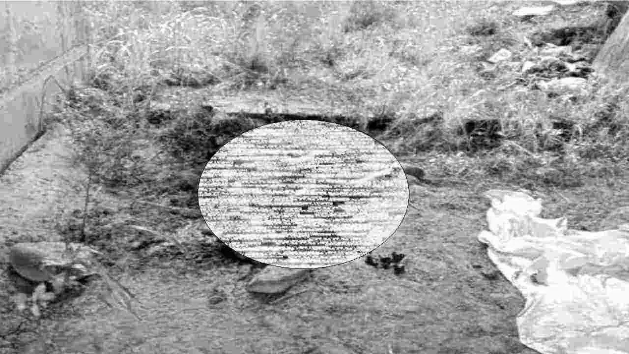 Indore News Half burnt body of youth found under bridge, police engaged in investigation