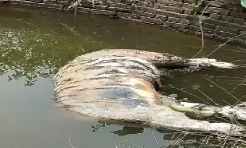 लगातार हो रही बाघों की मौत पर घिरा बांधवगढ़ टाइगर रिजर्व प्रशासन, अब बाघिन T-32 का शव कुएं में मिला, जांच में जुटा अमला