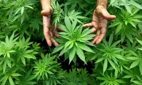 Rewa News Hemp was being cultivated among sugarcane in field, farmer arrested