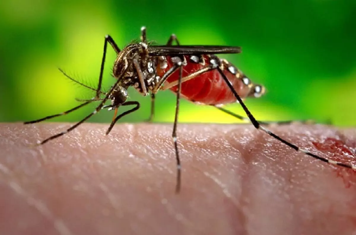 MP NEWS : कोरोना के बाद डेंगू का कहर, बढ़ रहे रोगी, स्वास्थ्य अमला चिंतित