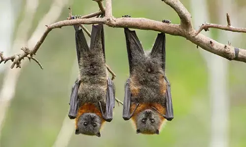 निपाह वायरस: एम्स के विशेषज्ञों की सलाह; बिना धोए बिलकुल न खाएं फल