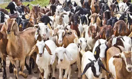 Goat Farming Business: किसानों को मालामाल करेगा बकरी पालन व्यवसाय, सरकार दे रही सहायता