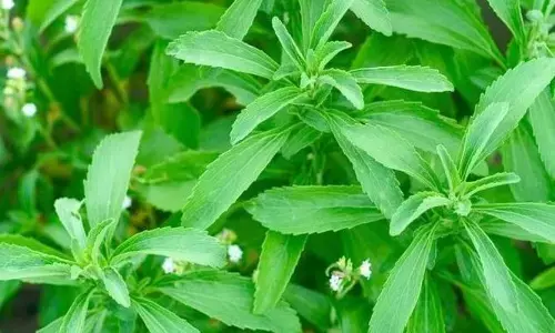 Stevia Farming: स्टीविया की खेती करेगी किसानों को मालामाल, 1 एकड़ में 6 लाख की आमदनी