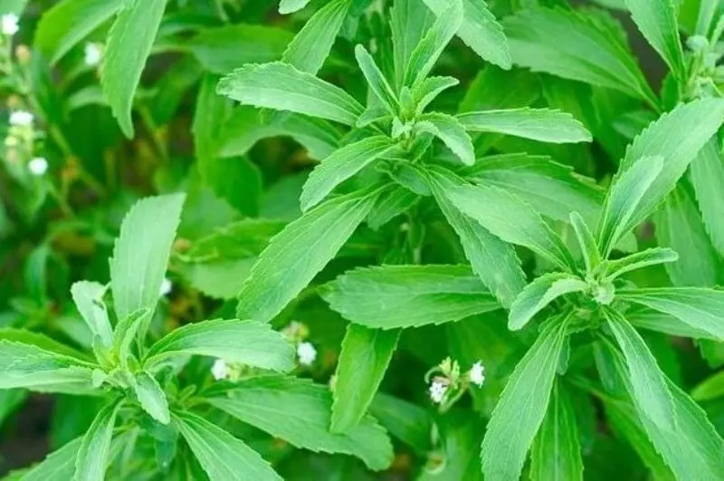 Stevia Farming: स्टीविया की खेती करेगी किसानों को मालामाल, 1 एकड़ में 6 लाख की आमदनी
