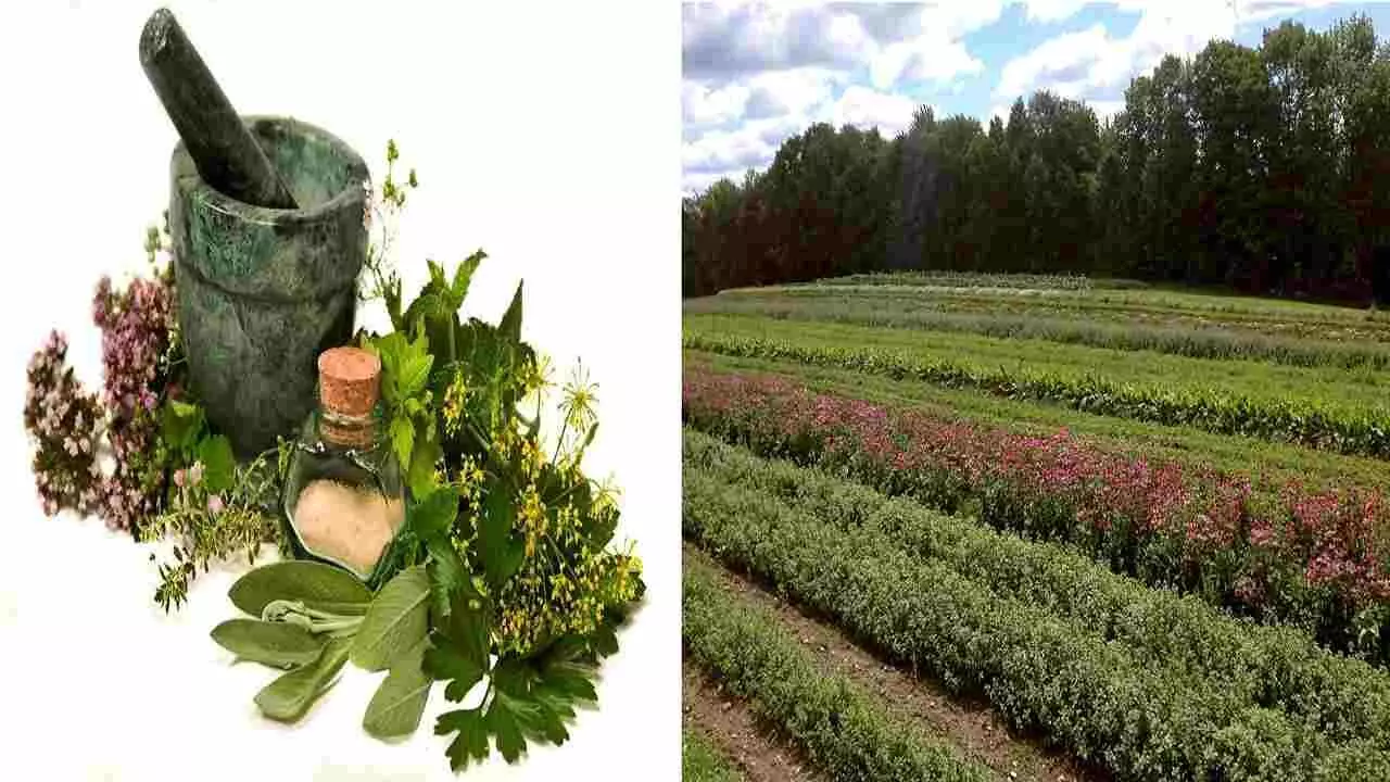 Herbal Plants Farming: किसानों की दशा सुधार रही औषधीय पौधों की खेती, फसल खरीदने खेतों में जा रहे व्यापारी