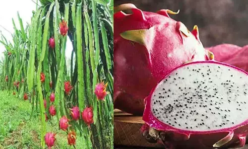 Dragon Fruit: पोषक तत्वों से भरपूर है ड्रैगन फ्रूट, इसकी खेती किसानों को करती है मालामाल