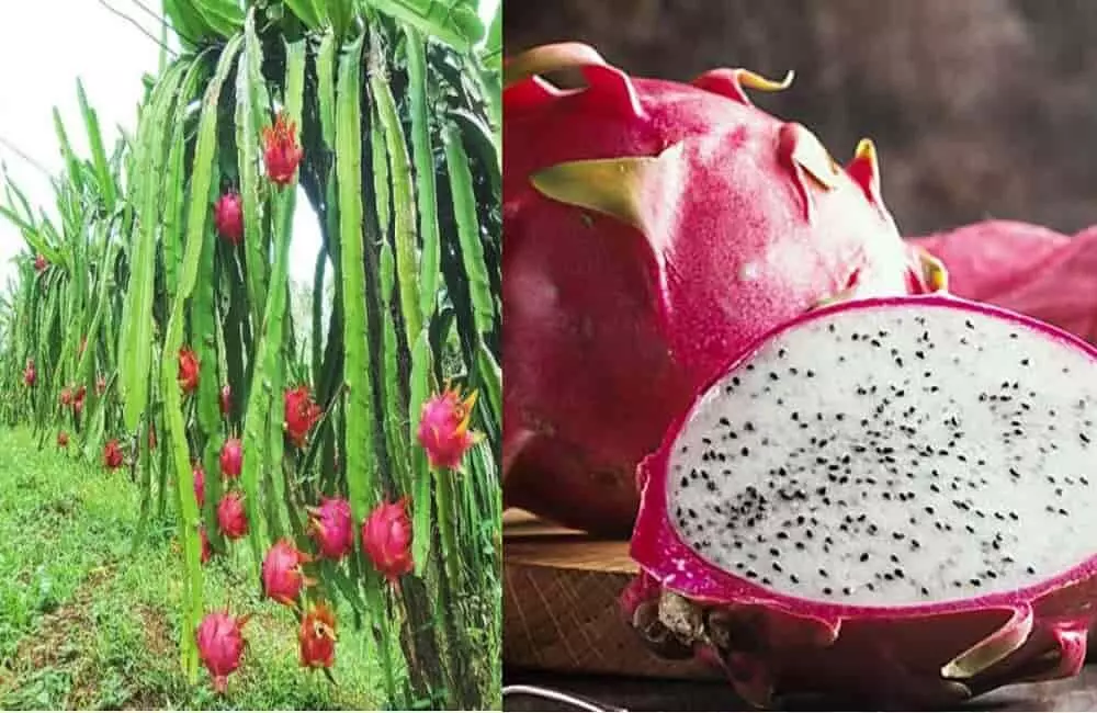 Dragon Fruit: पोषक तत्वों से भरपूर है ड्रैगन फ्रूट, इसकी खेती किसानों को करती है मालामाल Dragon Fruit: पोषक तत्वों से भरपूर है ड्रैगन फ्रूट, इसकी खेती किसानों को करती है मालामाल