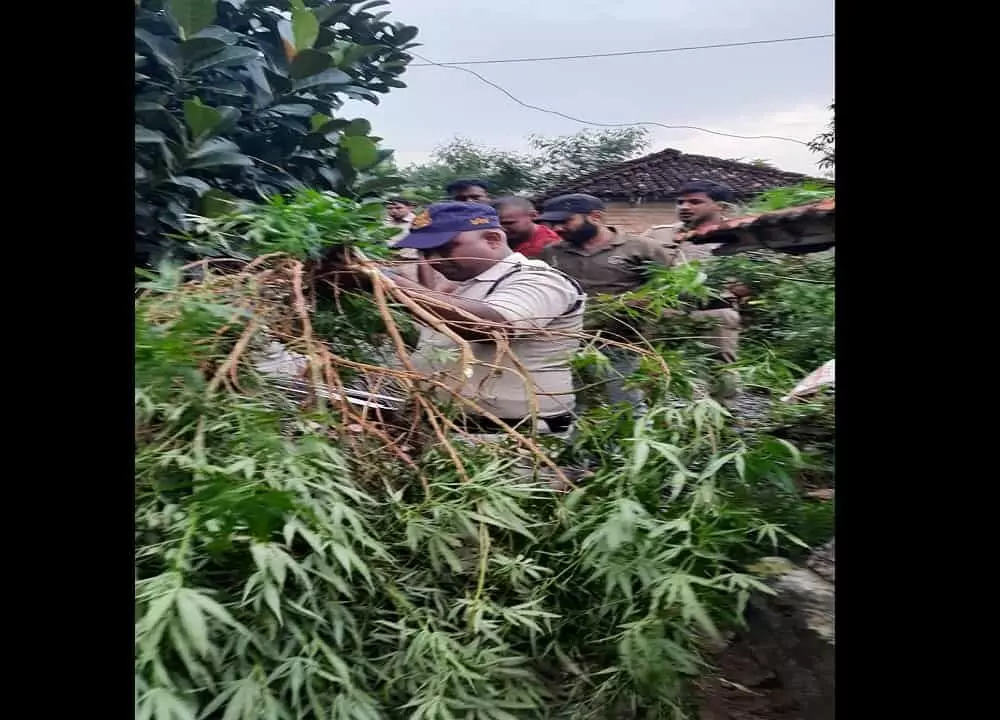 REWA: बगिया के बीच किसान ने तैयार किया था गांजा, पुलिस ने की कार्रवाई