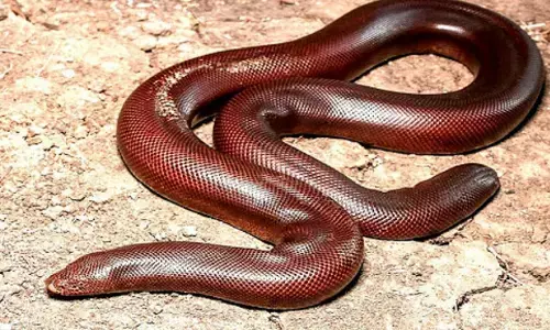 Red Boa: लोगों की मर्दाना ताकत बढ़ाने की होड़ में इस प्रजाति के सांप की बलि चढ़ जाती है