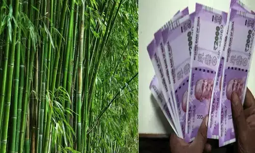 Bamboo Farming Business: पैसे को 7 वर्ष में 4 गुना करने का आसान तरीका, बांस की खेती में लगाएं पैसा, मिलेगा लाभ