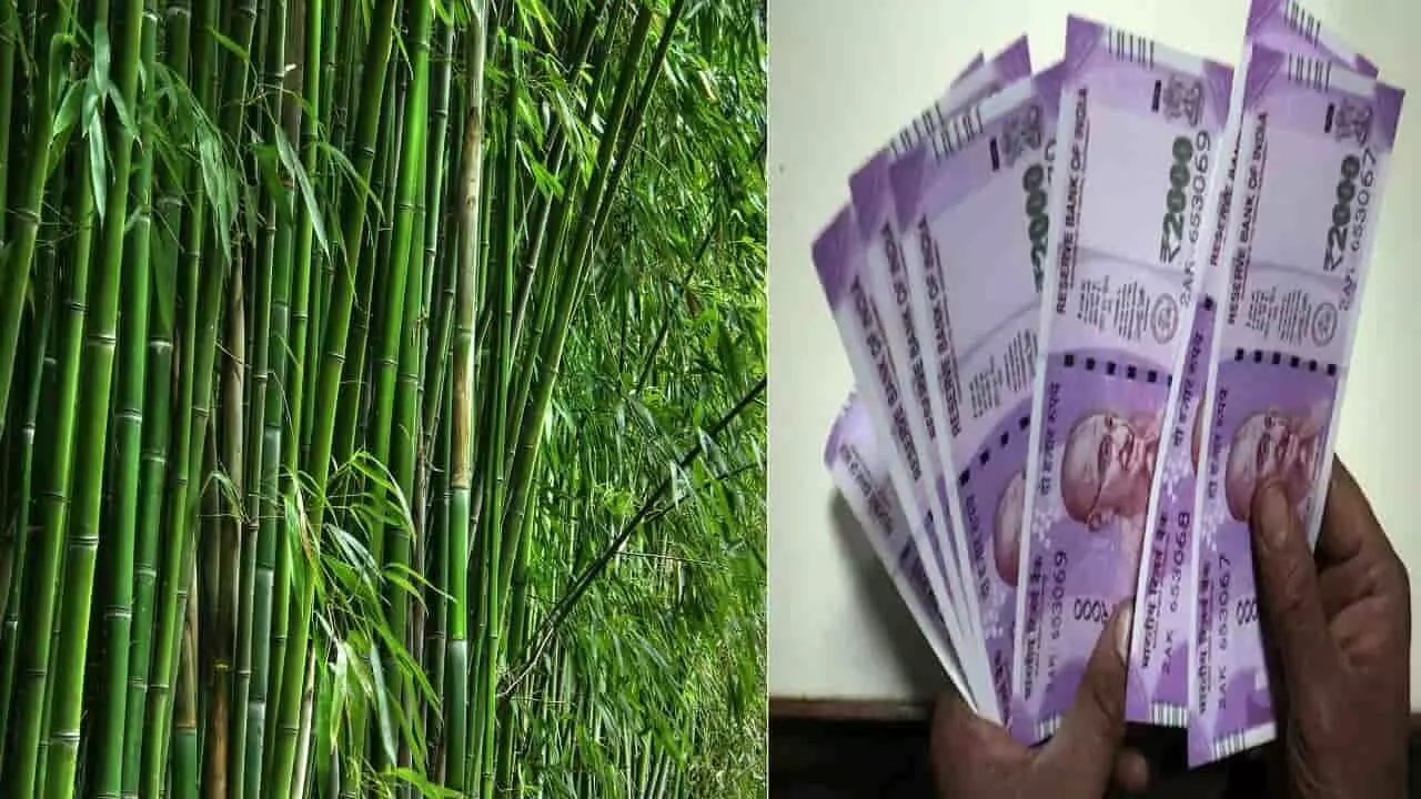 Bamboo Farming Business: पैसे को 7 वर्ष में 4 गुना करने का आसान तरीका, बांस की खेती में लगाएं पैसा, मिलेगा लाभ