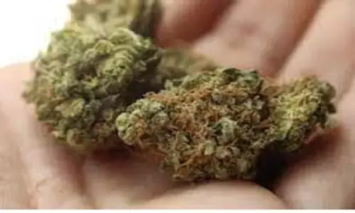 रीवा की महिला सतना में कर रही थी गांजा तस्करी, पुलिस के लगी हाथ