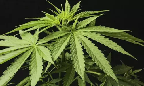 एमपी के रीवा में बस से गांजा की खेप ला रहे युवक को पुलिस ने पकड़ा, 20 किलो 500 ग्राम गांजा जब्त