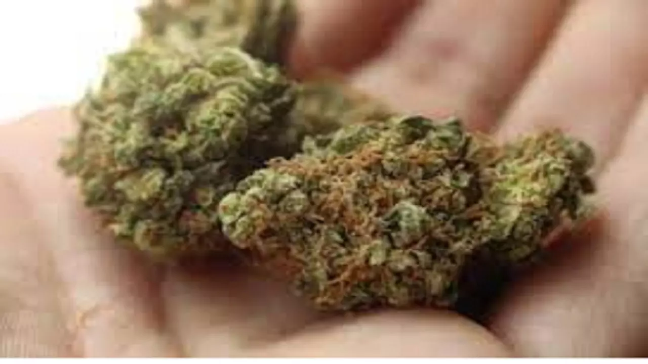 रीवा की महिला सतना में कर रही थी गांजा तस्करी, पुलिस के लगी हाथ