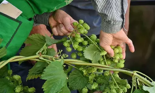 जिसने भी इस सब्ज़ी को अपने खेतों में उगाया समझो मालामाल हो गया जिसने भी इस सब्ज़ी को अपने खेतों में उगाया समझो मालामाल हो गया