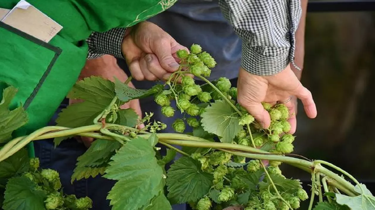 जिसने भी इस सब्ज़ी को अपने खेतों में उगाया समझो मालामाल हो गया जिसने भी इस सब्ज़ी को अपने खेतों में उगाया समझो मालामाल हो गया