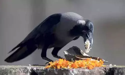 Pitru Paksha 2021: पितृ पक्ष में आई कौवा की याद, घट गई आबादी, छत पर सूख रहा पंच ग्रास