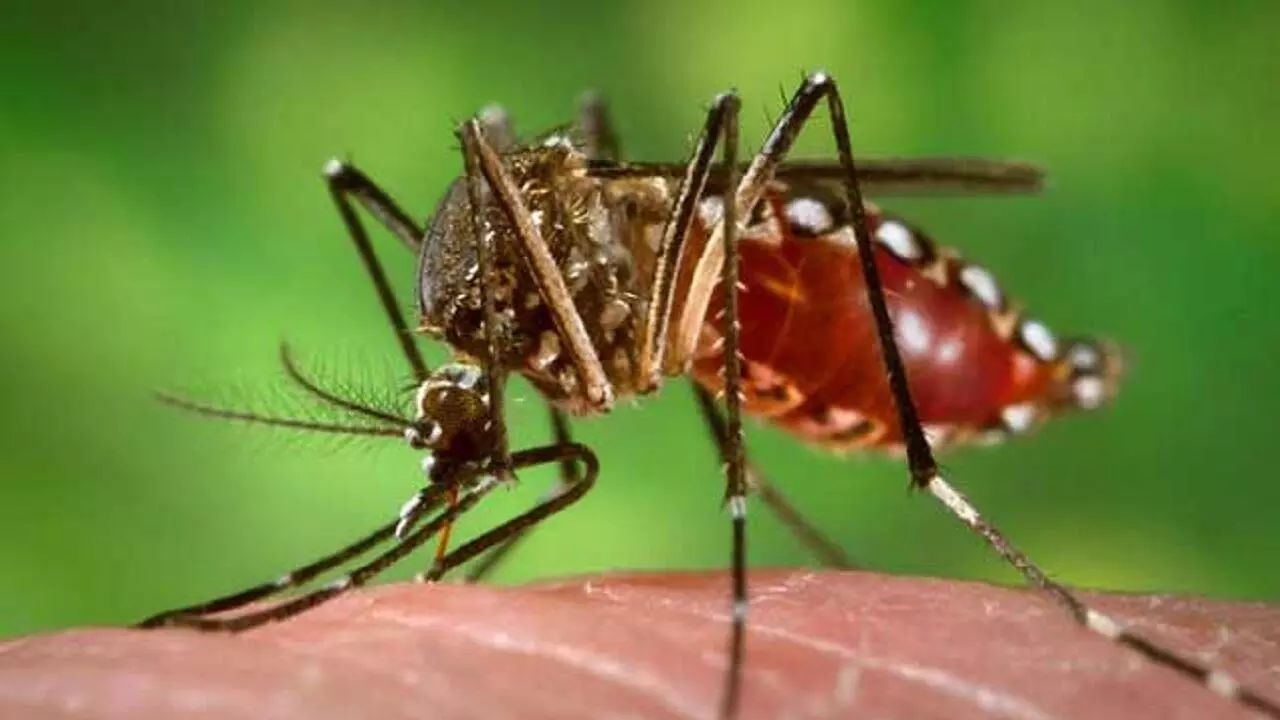डरा रहा डेंगू: घट रहा प्लेटलेट्स, इन 4 चीजों के सेवन से बढ़ेगा प्लेटलेट्स