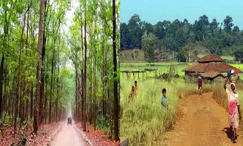 Chhattisgarh forest Chhattisgarh forest