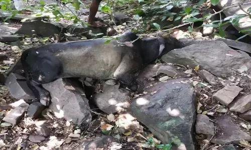 Rewa Crime: गौवंशो के प्रति किसानों की क्रूरता देख आपका दिल पसीज जाएगा