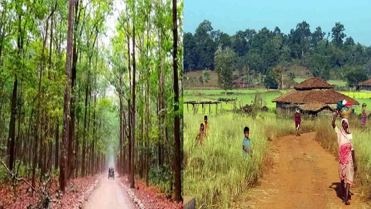 Chhattisgarh forest