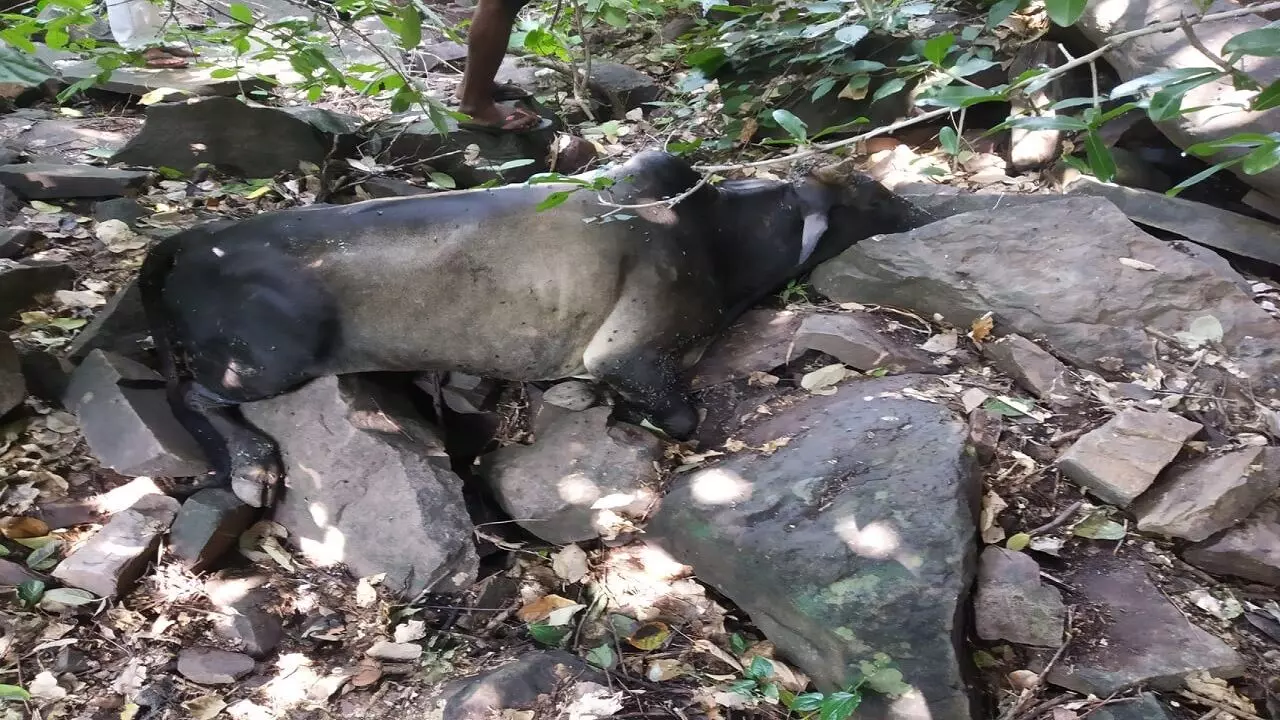 Rewa Crime: गौवंशो के प्रति किसानों की क्रूरता देख आपका दिल पसीज जाएगा Rewa Crime: गौवंशो के प्रति किसानों की क्रूरता देख आपका दिल पसीज जाएगा