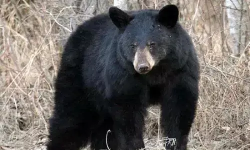 भालू ने हमला कर अधेड़ को नोच खाया, कुछ देर बाद खुद भी मिला मृत