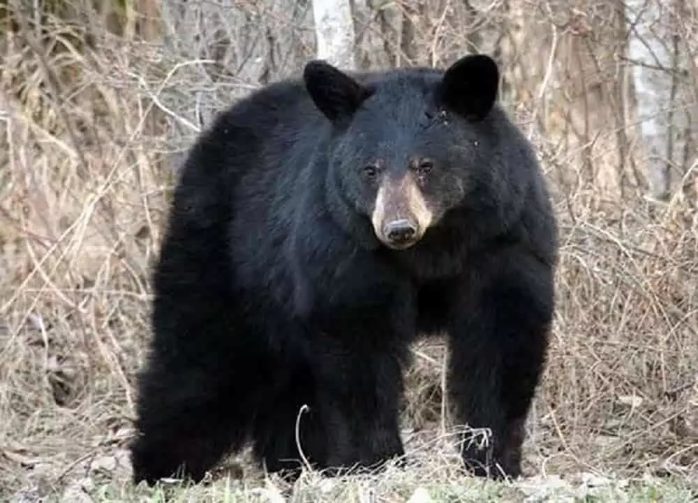 भालू ने हमला कर अधेड़ को नोच खाया, कुछ देर बाद खुद भी मिला मृत