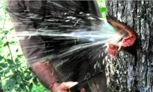 OMG: इस पेड़ से निकलता है पानी, दूर दूर से आते है लोग पीने