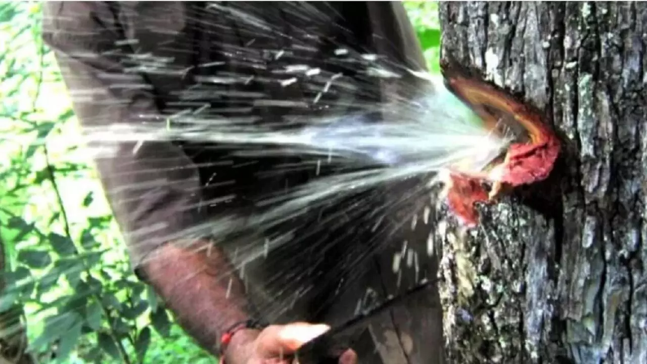 OMG: इस पेड़ से निकलता है पानी, दूर दूर से आते है लोग पीने
