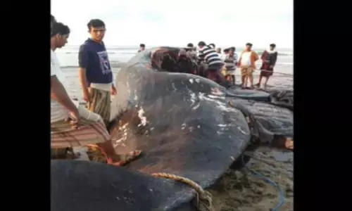 व्हेल की उल्टी से चमकी मछुआरों की किस्मत बन गए करोड़पति, आइये जानते हैं क्यों इतनी महंगी बिकती है मछली की उल्टी