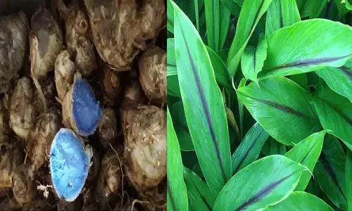 उत्पादन और आमदनी का दूसरा नाम है काली हल्दी की खेती, 4000 रुपए प्रति किलो तक मिलते हैं भाव