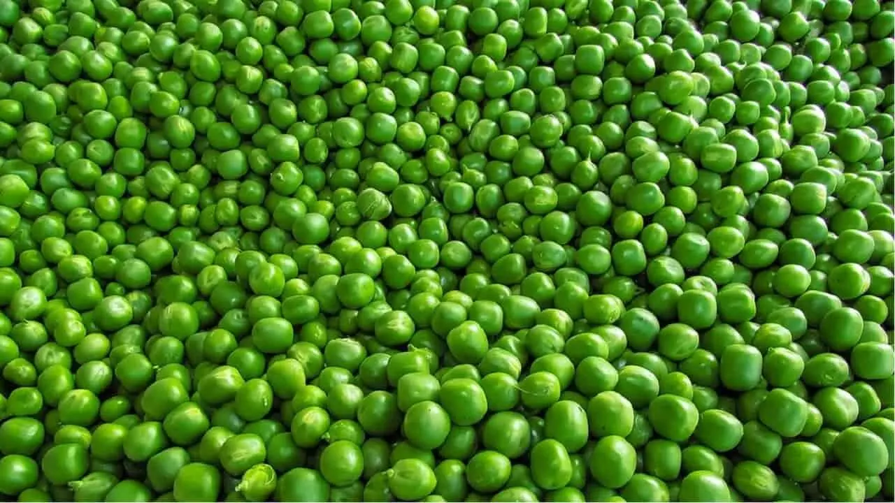 देशभर में तहलका मचाएंगा जबलपुर का जबलपुरी मटर, अपने अलग स्वाद के लिए है मशहूर