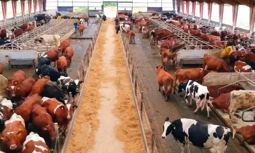 Dairy Farm Business: डेयरी उद्योग के बिजनेस से हर महीने कमाएं लाखो रूपए, सरकार देगी सब्सिडी, ऐसे ले योजना का लाभ, जानिए!