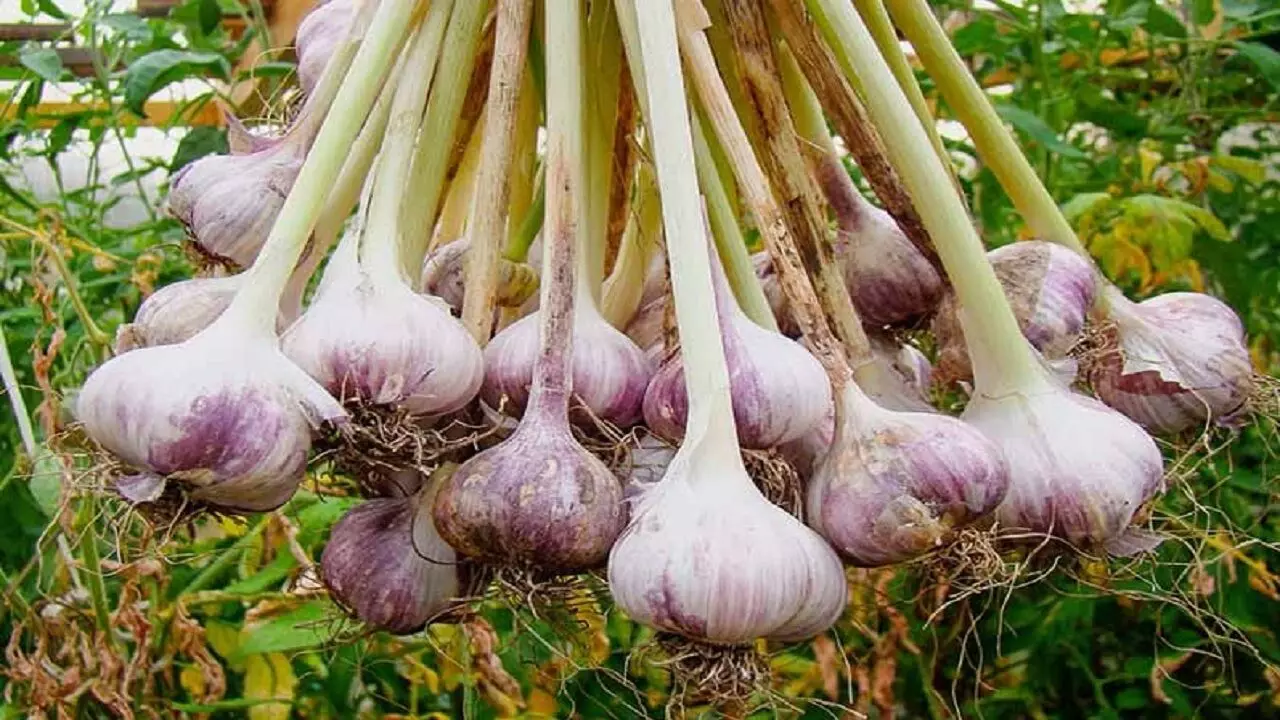 Garlic Farming Business idea: लहसुन की खेती से हो जाएंगे मालामाल, मात्र इतने महीने में होगी 10 लाख रूपए की कमाई, जानिए कैसे?