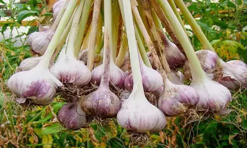 Garlic Farming Business idea: लहसुन की खेती से हो जाएंगे मालामाल, मात्र इतने महीने में होगी 10 लाख रूपए की कमाई, जानिए कैसे?