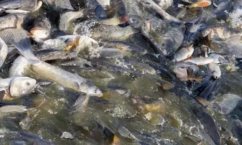 Fish Farming Business: शुरू करे मछली पालन का बिजनेस, हर महीने होगी लाखो की कमाई, सरकार दे रही लोन