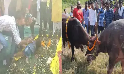 MP में यहाँ की अजब-गजब प्रथा, बच्चों को डालतें है गोबर में, तो लोगों के ऊपर से गुजारी जातीं है गाये