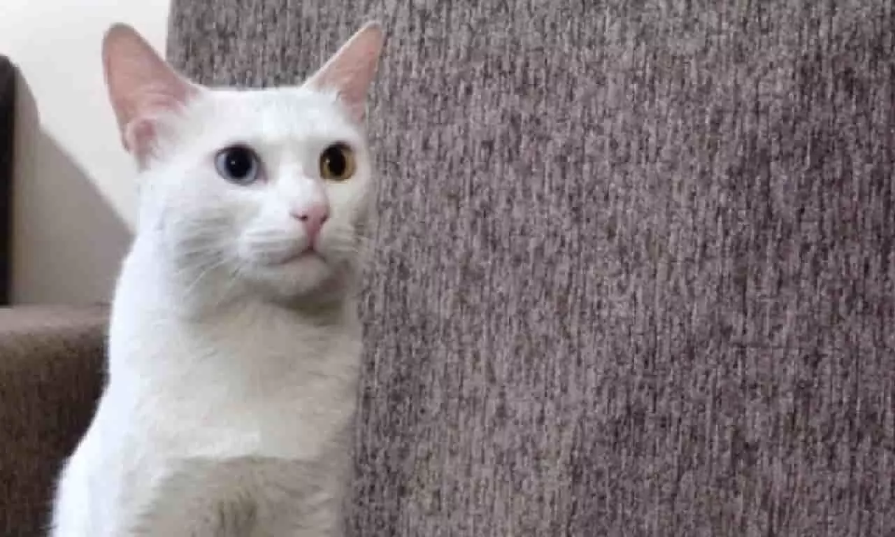 इस सफेद रंग की दुर्लभ बिल्ली की कीमत 8 लाख रूपए, जानिए क्या है इसमें खास? इस सफेद रंग की दुर्लभ बिल्ली की कीमत 8 लाख रूपए, जानिए क्या है इसमें खास?