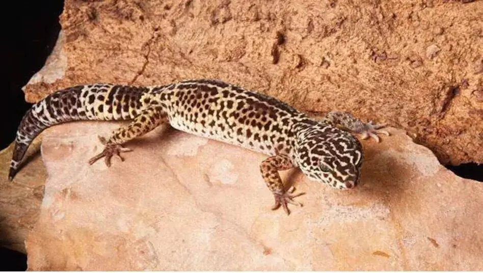 Rare Lizard Price:इस दुर्लभ छिपकली की कीमत 4O लाख रूपए, जानिए वजह?