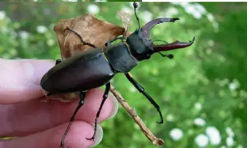 Stag Beetal: इस कीड़े की कीमत करोड़ो में, जानिए क्या है इसमें खास?